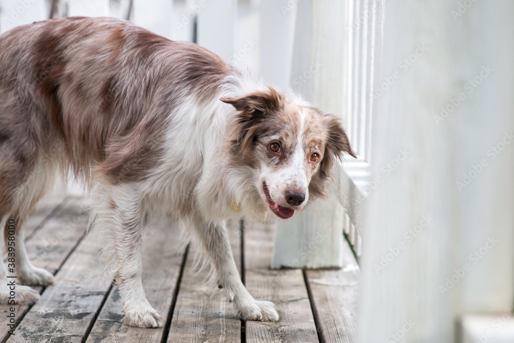 Smiling charming adorable sable red merle and white border collie outdoors portrait on spring time on a white wooden terrace. Most clever dogs breed in the world - herding funny border collie Smiling charming adorable sable red merle and white border collie outdoors portrait on spring time on a white wooden terrace. Most clever dogs breed in the world - herding funny border collie