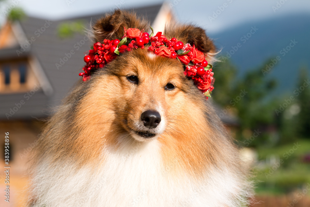 Shetland online sheepdog lassie