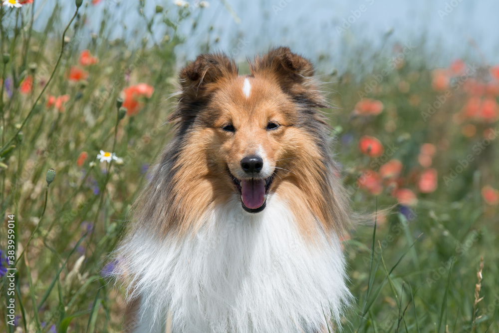 Cute sable white shetland sheepdog, sheltie sitting outdoors on a field of poppies daisies cornflowers. Adorable small collie, little lassie on sunny summer hot day outside with meadow flowers 