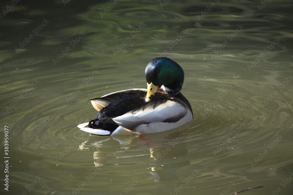 Obraz premium マガモ