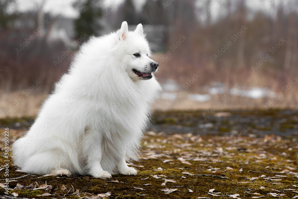 Portrait of purebred cute charming white japanese spitz with autumn leafs background. Smiling fur fluffy family pet spitz smiling outdoors on foggy autumn day Portrait of purebred cute charming white japanese spitz with autumn leafs background. Smiling fur fluffy family pet spitz smiling outdoors on foggy autumn day