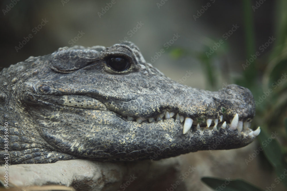 Fototapeta premium ワ二