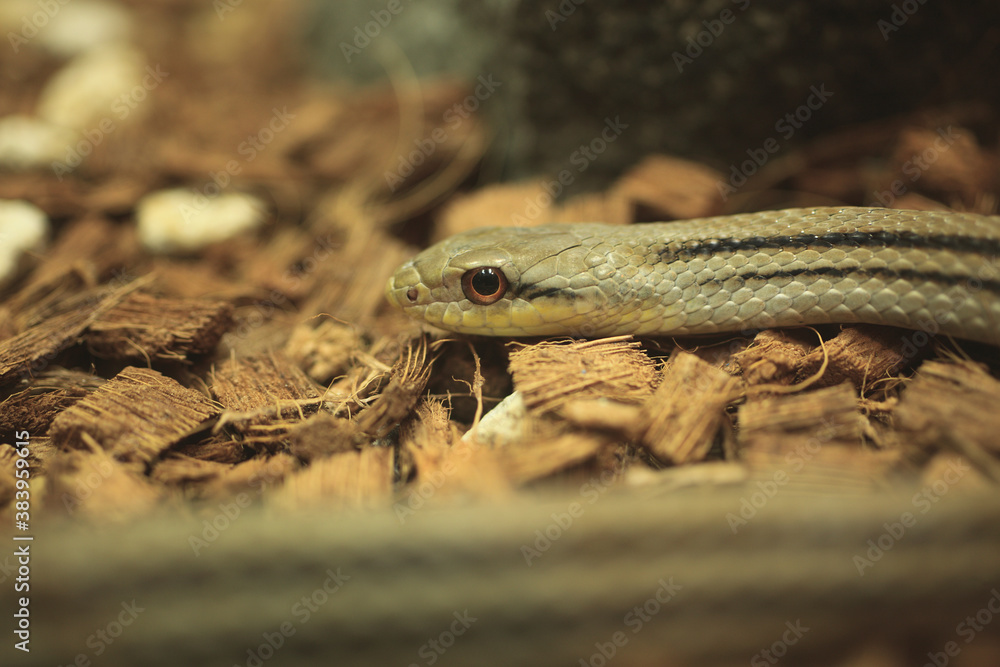 Fototapeta premium シマヘビ