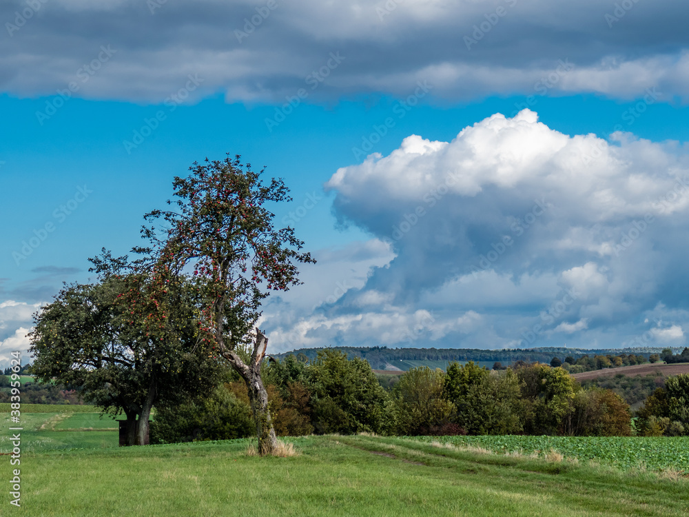 Reife rote Äpfel am Baum