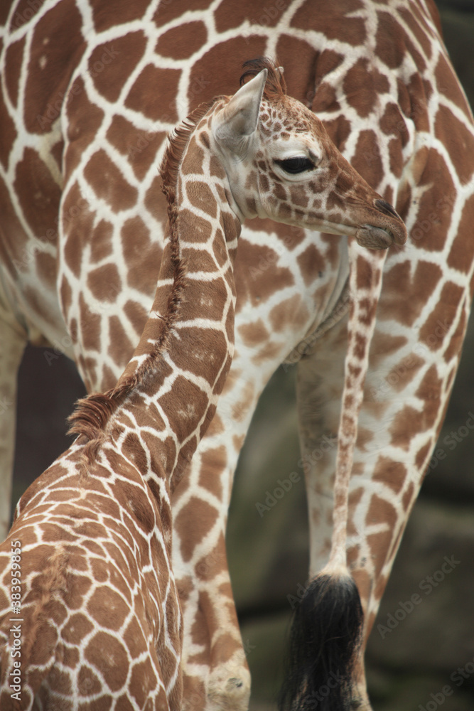 Obraz premium キリンの子供