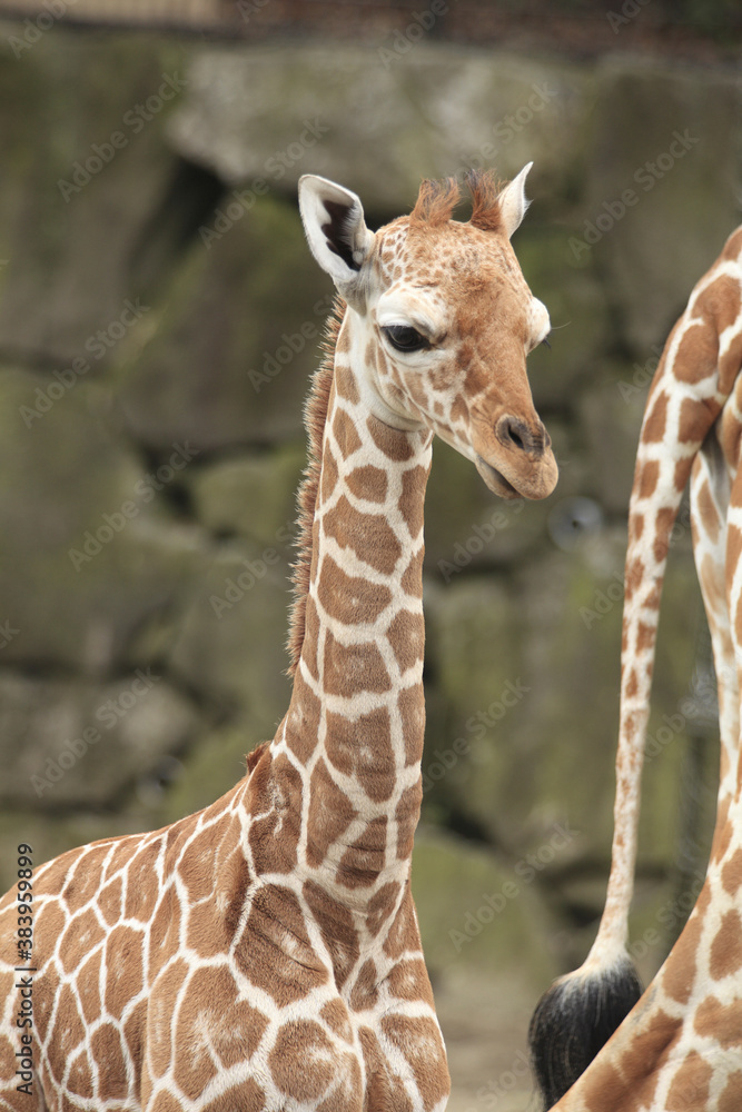 Fototapeta premium キリンの子供