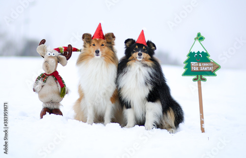 Sable black and white tricolor shetland sheepdog funny outside winter holidays portrait. Sweet and fluffy little lassie, collie, sheltie dog with merry Christmas and happy New Year decorations