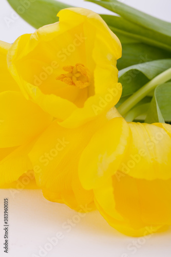 Bunch of cheerful yellow tulips photo