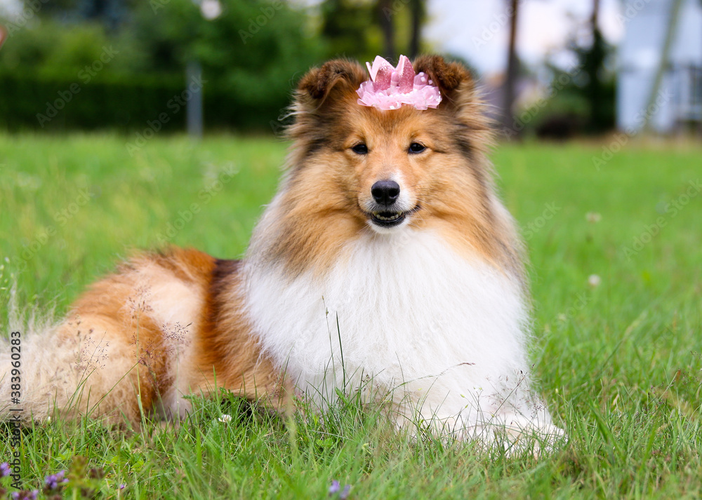 Stunning smart nice fluffy sable white shetland sheepdog, sheltie lies on the green grass with princess crown on a sunny day. Small, little smiling collie dog portrait in summer time Stunning smart nice fluffy sable white shetland sheepdog, sheltie lies on the green grass with princess crown on a sunny day. Small, little smiling collie dog portrait in summer time