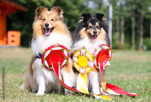 Canvas Print Two cute, fur sable white and black tan tricolor shetland sheepdog, sheltie sitting outside with red and yellow ribbon prizes