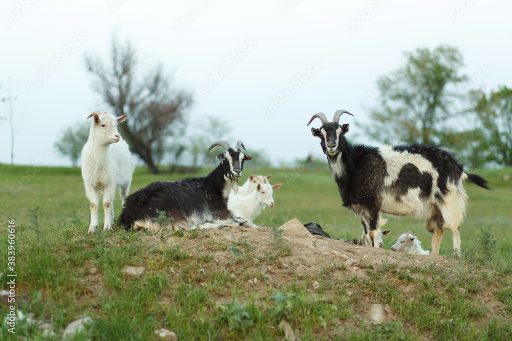 Obraz premium A herd of goats walking on a green meadow on a farm