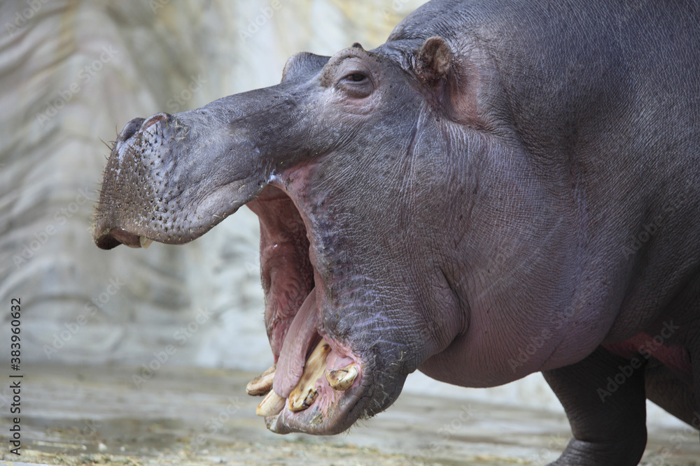 Fototapeta premium カバのアクビ