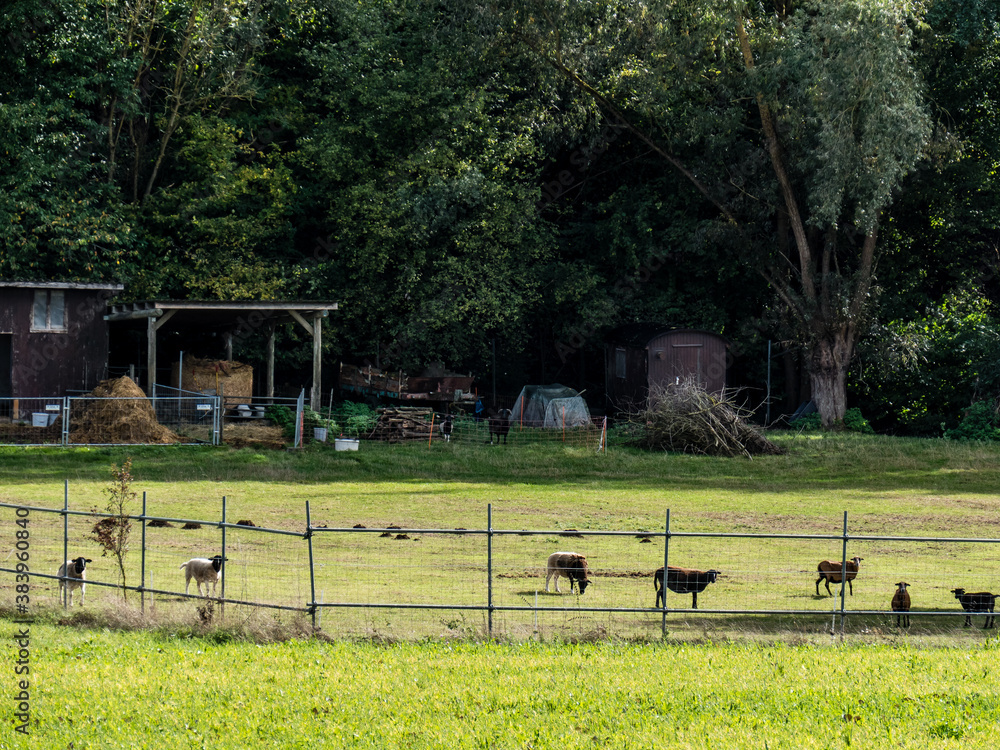 Obraz premium Schafe auf der Weide