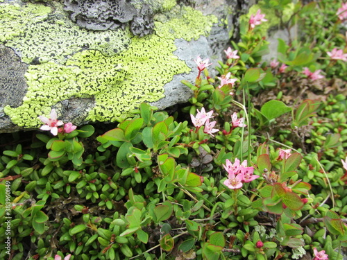 Alpenblumen photo