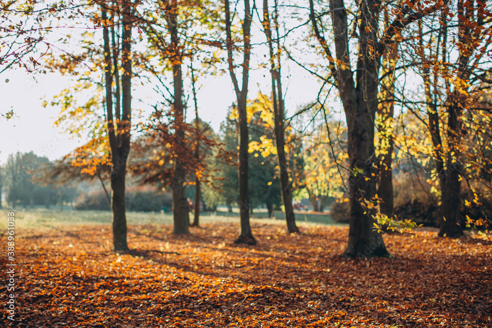 Beautiful autumn park with the yellow trees in sunny weather.