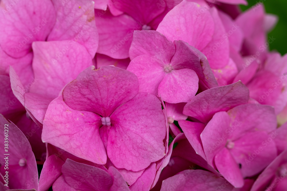 close up of pink hydrangea flower close up of pink hydrangea flower