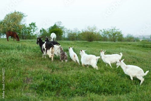 A herd of goats walking on a green meadow on a farm