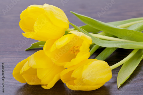 Bunch of cheerful yellow tulips photo