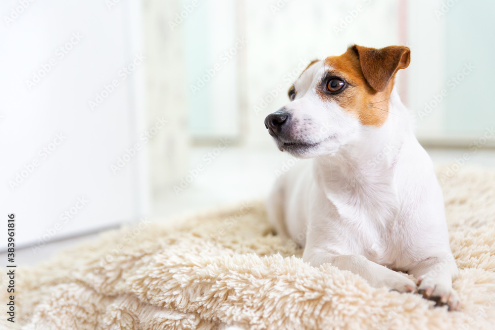 A beautiful dog Jack Russell Terrier lies on the floor on a fluffy blanket, stretches his legs forward, looking away. Brown eyes, black nose. Dog day. Pet day. Copy space, selective focus