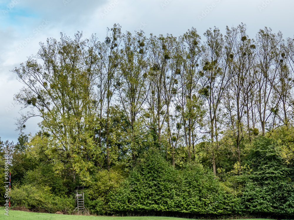 Obraz premium Misteln am Baum