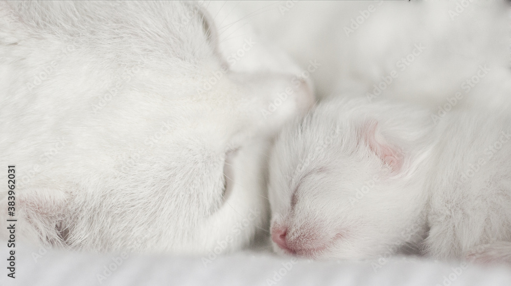 white kitten sleeping white kitten sleeping