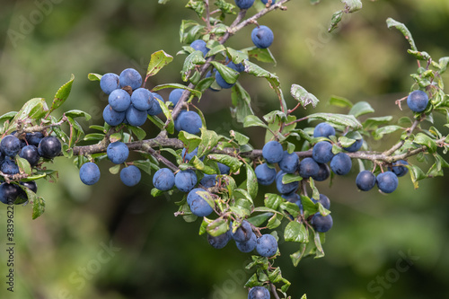 Close up of sloe berries on a blackthorn (prunus spinosa) tree