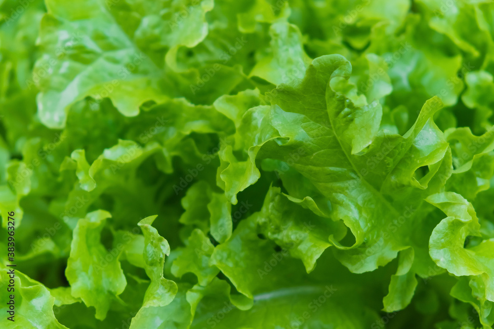 Closeup of defocused lettuce leaves. Background from food. Closeup of defocused lettuce leaves. Background from food.