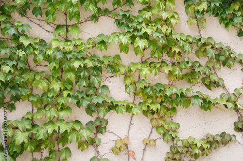 Plastered wall braided with ivy vine.