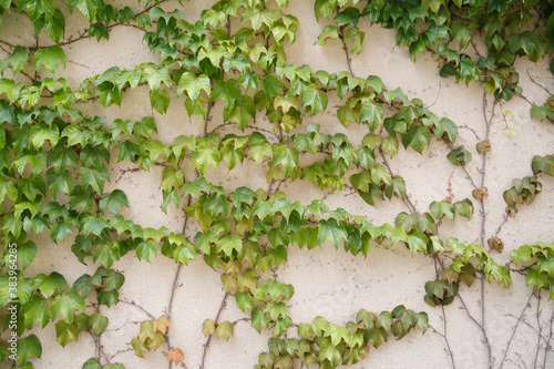 Plastered wall braided with ivy vine. © ksi