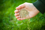 Hand planting grass seeds