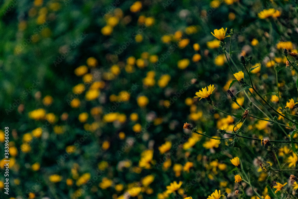 Flores amarilla en campo verde