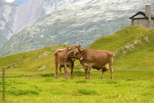 Kühe auf der alm © Grubärin