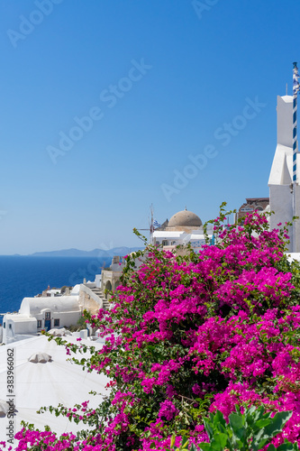 Colorful Bougainvillea flowers with white traditional buildings and typical dome church in Oia, Santorini, Greece. Portrait format