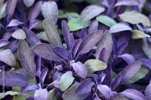 Sage green and purple leaf , close up. Salvia officinalis Purpurascens