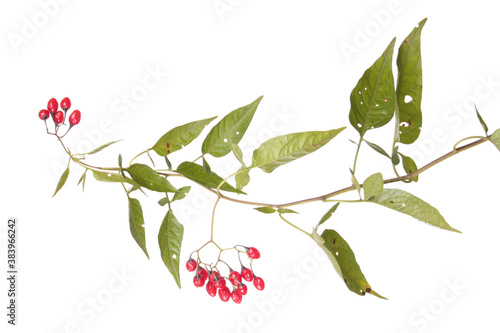 Bittersweet (Solanum dulcamara) branch with ripe red berries and green leaves isolated on white background