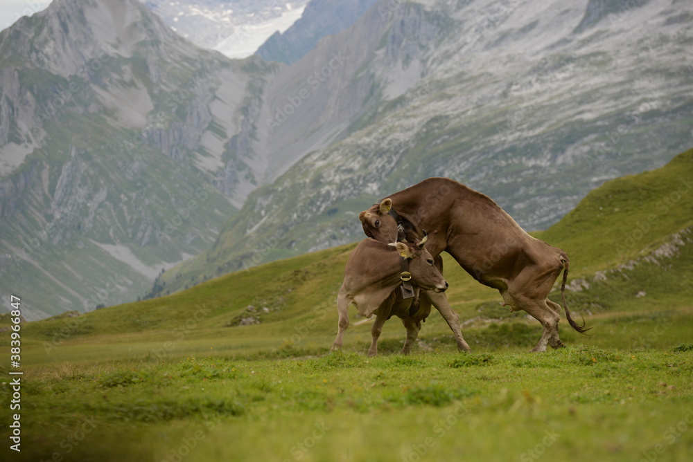 Kühe auf der alm