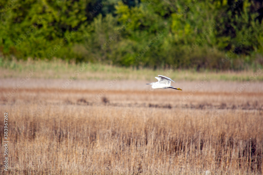 Bird in Palud Ornithological reserve, Istria, Croatia Bird in Palud Ornithological reserve, Istria, Croatia
