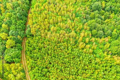 a mixed forest and a forest path from above © Tobias Arhelger