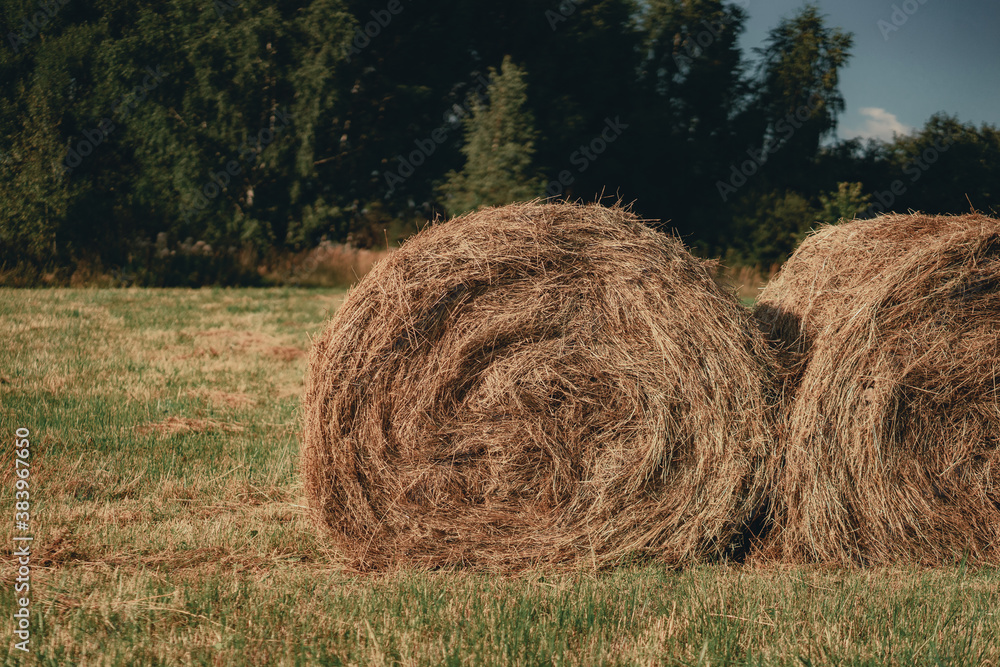 Rolled hay from different grasses into large rolls on a field with green grass Rolled hay from different grasses into large rolls on a field with green grass