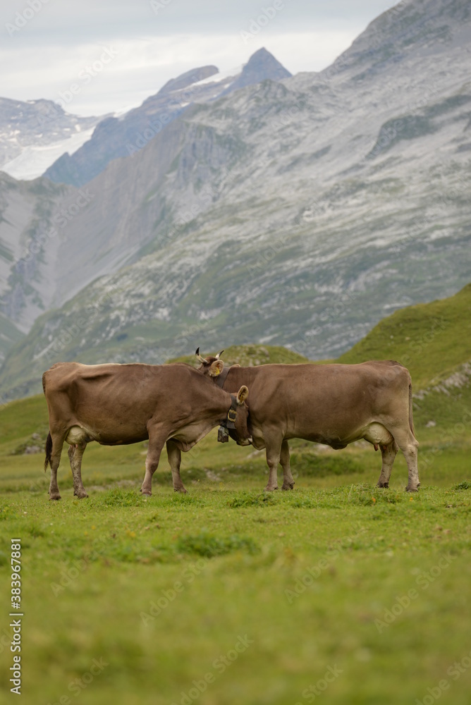 Kühe auf der alm Kühe auf der alm