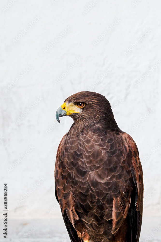 Brown eagle at rest with folded wings, on a white background Brown eagle at rest with folded wings, on a white background