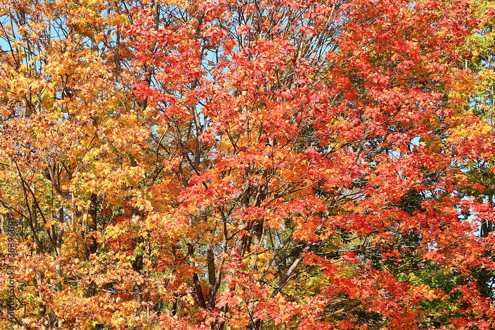 October autumn background, sunny maple tree at sunrise with red leaves, Gatchina park, Leningrad region. Autumn landscape, seasons. October autumn background, sunny maple tree at sunrise with red leaves, Gatchina park, Leningrad region. Autumn landscape, seasons.