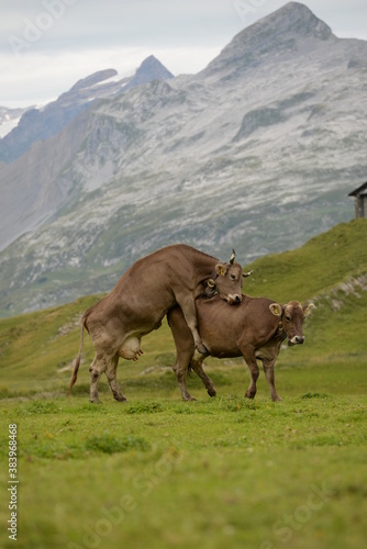 Kühe auf der alm