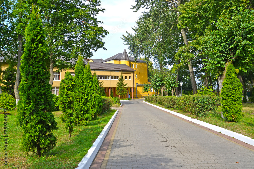 An alley of tuy along the path on the territory of the children's orthopedic sanatorium 