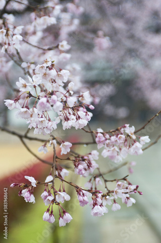 東大寺の桜