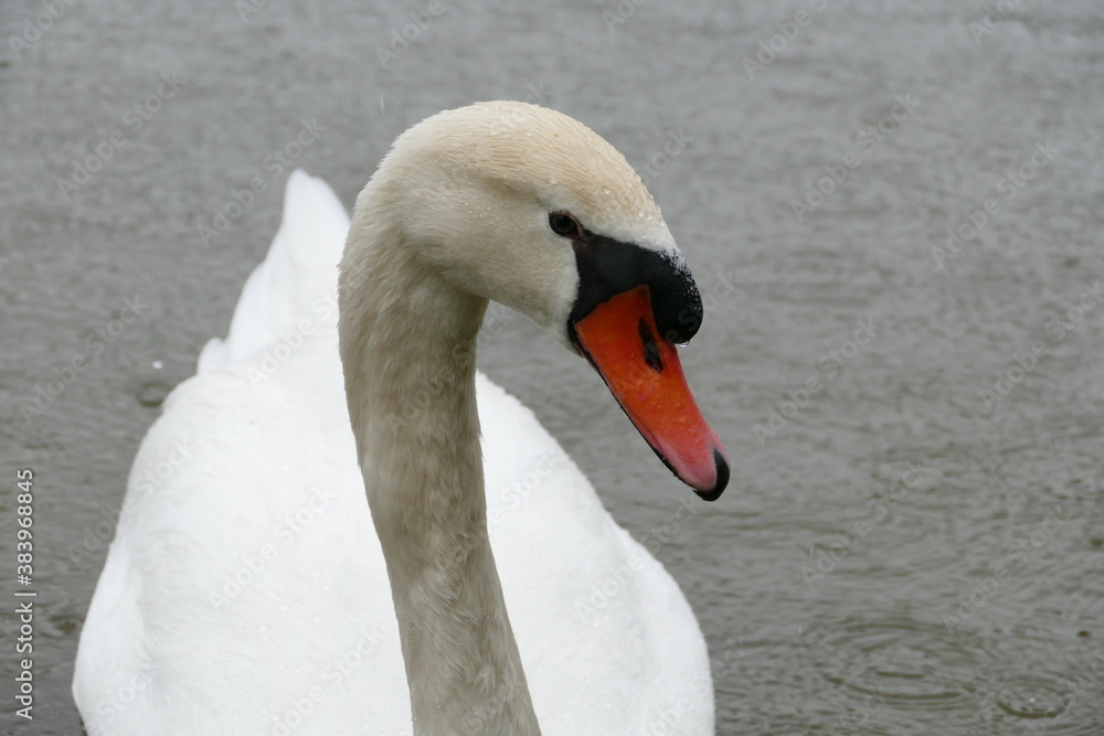 Fototapeta premium swan on the lake