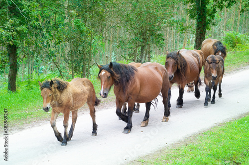 A herd of horses walking through a pathway in a wood of Cantabria, Spain 