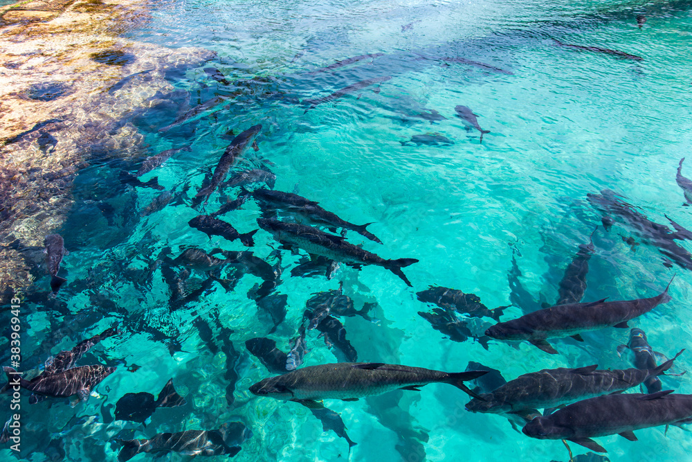 A school of Caribbean Tarpon fish from seeing above in turquoise waters of Bahamas.