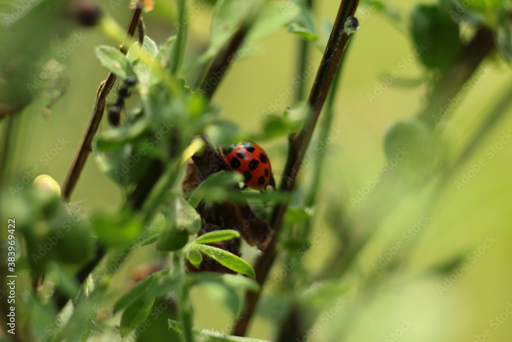 Beautiful ladybug on a flower, ladybug in nature and its marks Beautiful ladybug on a flower, ladybug in nature and its marks