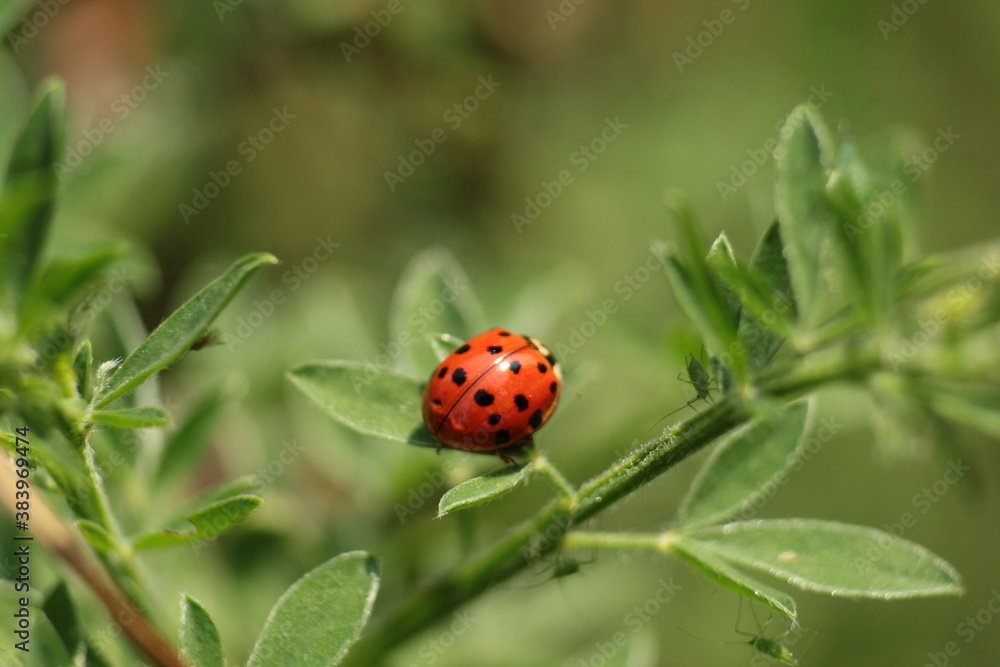 Beautiful ladybug on a flower, ladybug in nature and its marks Beautiful ladybug on a flower, ladybug in nature and its marks